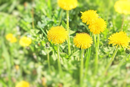 yellow dandelion flowers on bright sunlight in the grassの写真素材