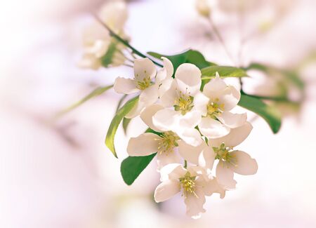 white apple blossom tree branch close-upの写真素材