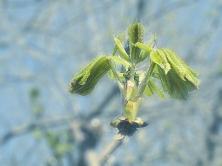 chestnut leaves just from budの写真素材
