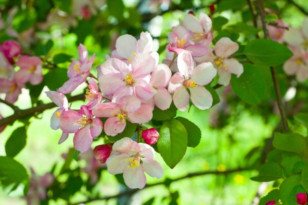 blossoming apple tree spring photoの写真素材