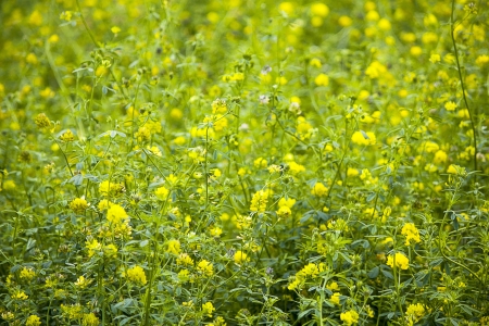 Wild flowers in the meadowの写真素材