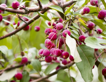 Branch of a wild apple-tree in septemberの写真素材