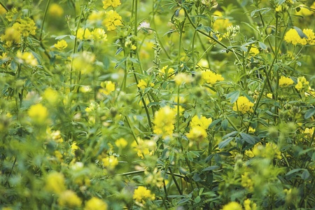 Wild flowers in the meadowの写真素材
