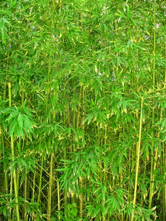 Bamboo forest close upの写真素材