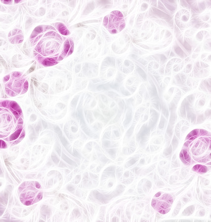 violet roses white backgroundの写真素材