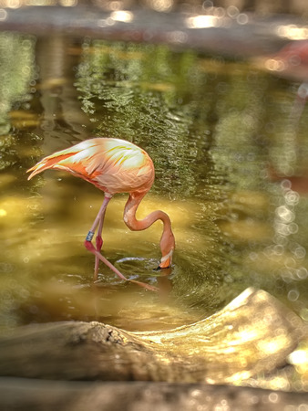 Flamingo at Zooのeditorial素材