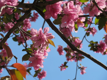 pink flowers blossoming apple tree, blue sky and sunshine spring background photoの写真素材