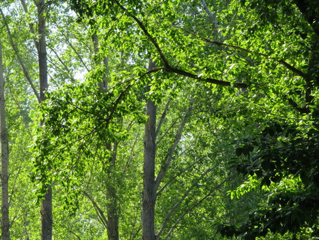 green bllooming trees may spring photoの写真素材