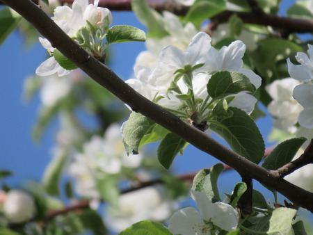 white apple tree flowers and blue sky sunshine spring background photoの写真素材