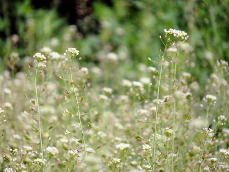 green grass and small flowers lawn close up spring or summer photoの写真素材