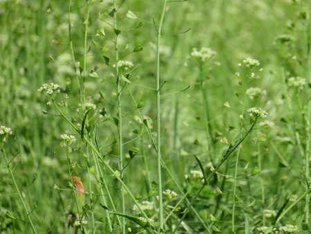 green grass and small flowers lawn close up spring or summer photoの写真素材