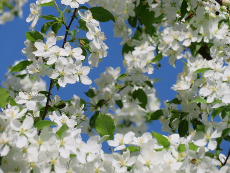 white apple tree flowers and blue sky sunshine spring background photo