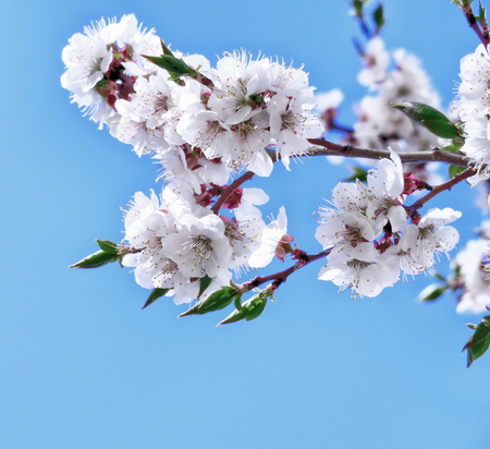 cherry tree white flowers blossom spring close up photo nature backgroundの写真素材