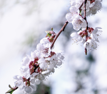 cherry tree white flowers blossom spring close up photo nature backgroundの写真素材