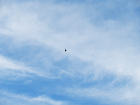 flying bird in blue cloudy sky backgroundの写真素材