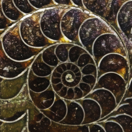 ammonite shell form fractal abstract background illustrationの写真素材