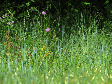 forest wild flowers and grassの写真素材