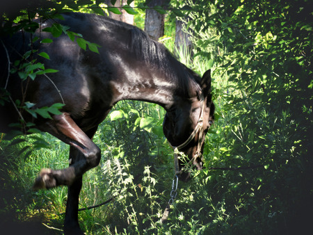 dark bay breed horse grazing in the woodsの写真素材