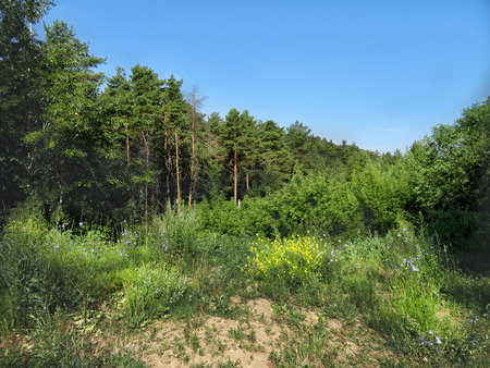 forest landscape diagonal lines green and blue with blossom flowersの写真素材