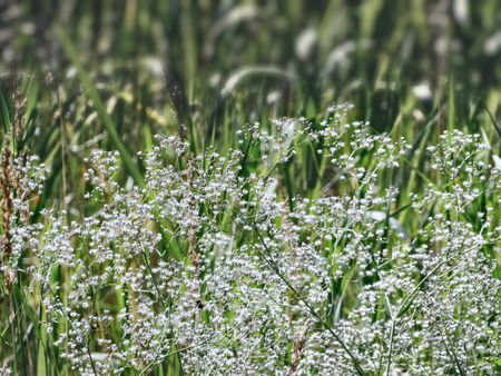 forest wild flowers and grassの写真素材