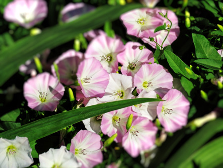 Convolvulus arvensis pink and white wild flowers close upの写真素材