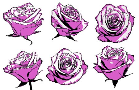 set of violet roses isolated on whiteのイラスト素材