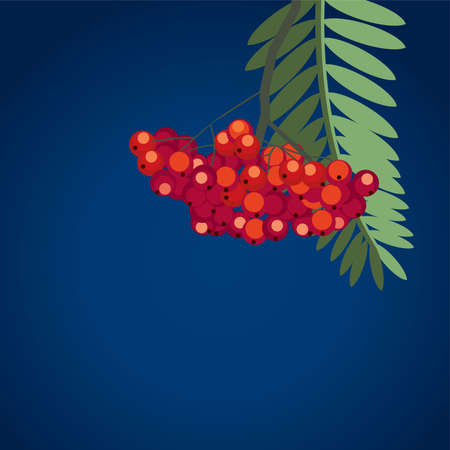 red berries on dark blue backgroundのイラスト素材