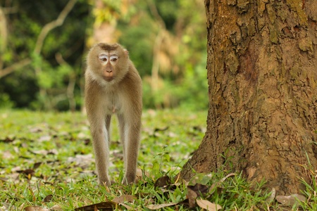 Monkey in Thailandの写真素材