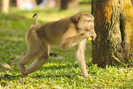 Pig-tailed macaque,Mammal animal was eatind banana in wild