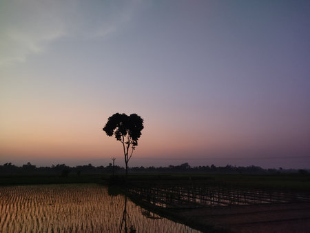 Silhouette of tree and rice field in the morning at sunset.の写真素材
