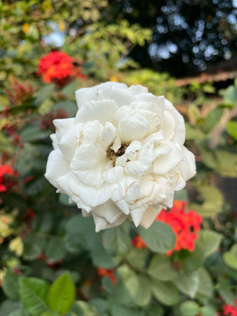 White rose in garden, Thailand. (Scientific name Rosa chinensis)の写真素材