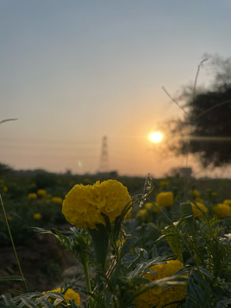 Marigold flower in the field at sunset. Nature background.の写真素材