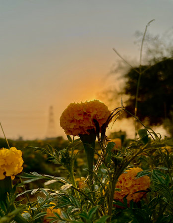 Marigold flower in the garden with sunset background, Thailand.の写真素材