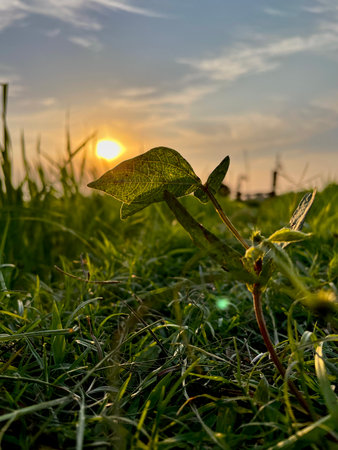 Sunset in the field with green grass and a small plant.の写真素材