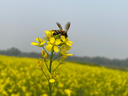 Bumblebee on a flower of rapeseed in the spring.の写真素材