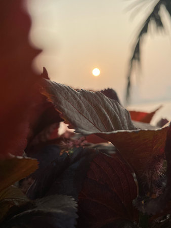 Beautiful background of the sunset over the sea and the leaves of the plantの写真素材