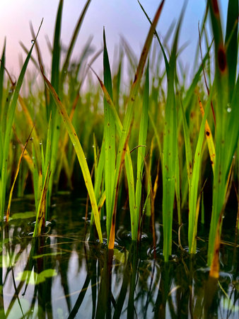 Close up of a rice seedlings growing in a paddy fieldの写真素材