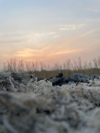 Frost on the grass at sunset. Shallow depth of field.の写真素材