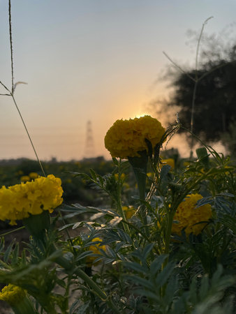 Marigold flower in the garden with sunset background, Thailand.の写真素材