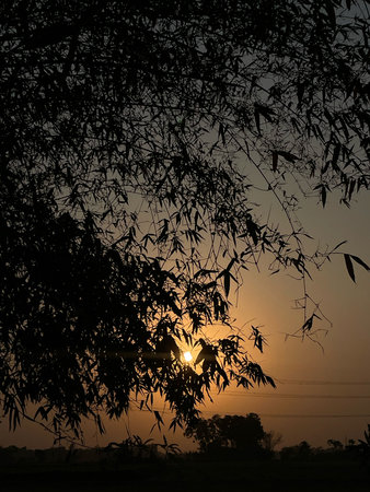 Silhouette of bamboo tree in the sunset with sky background.の写真素材