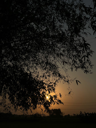 Silhouette of tree in the evening with sunset sky background.の写真素材