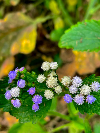 Flowers of a wild thistle (Ageratum pratense)