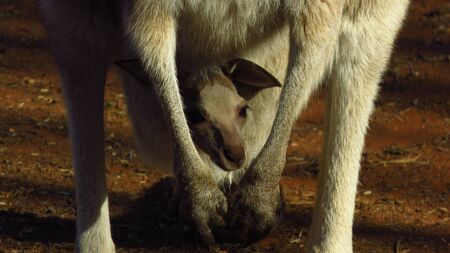 Wild Kangaroo Joey Peaks Out of Mother's Pouchの写真素材