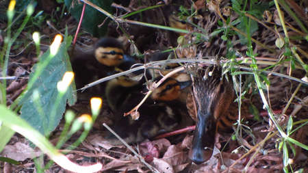 Mother Duck and Ducklings Hiding in Shrubsの写真素材