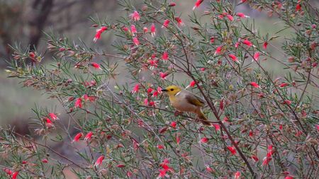 Yellow Bird Surrounded by Pink Flowersの写真素材