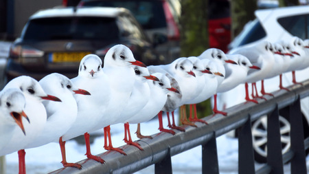 Seagulls Sitting on a Snow Covered Bridge in Residential Areaの写真素材