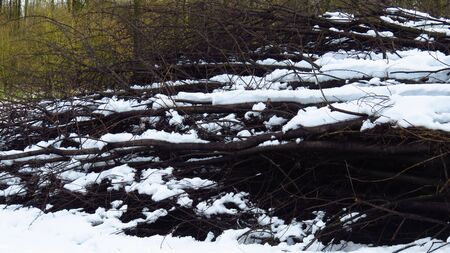 Snow Covered Pile of Branches in Forest During Winterの写真素材