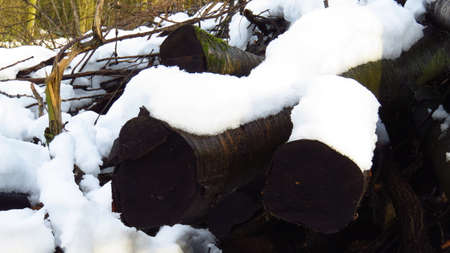 Snow Covered Wood Logs During Winterの写真素材
