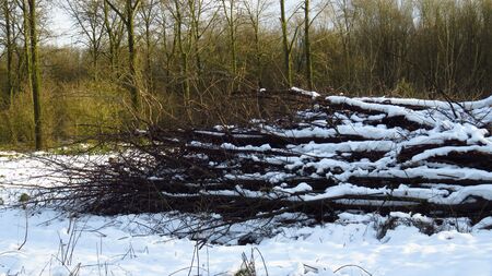 Snow Covered Wood Logs in Forest During Winterの写真素材