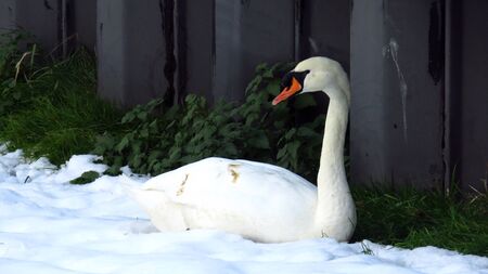 Swan Resting in Snow During Winterの写真素材